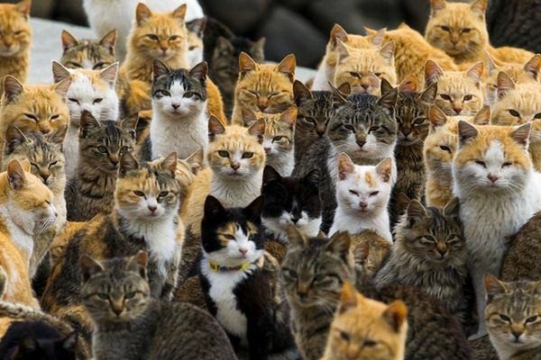 Dezenas de gatos confinados em casa de idosa causa transtorno aos vizinhos. Vereador teria sido o responsável pelo problema que já está na Justiça