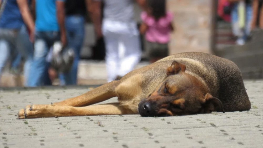 Resolver a questão dos animais de rua, enfrentar os barulhentos defensores da causa e exigir a existência de uma entidade legalizada para ser parceria na questão serão desafios do próximo Prefeito ou Prefeita