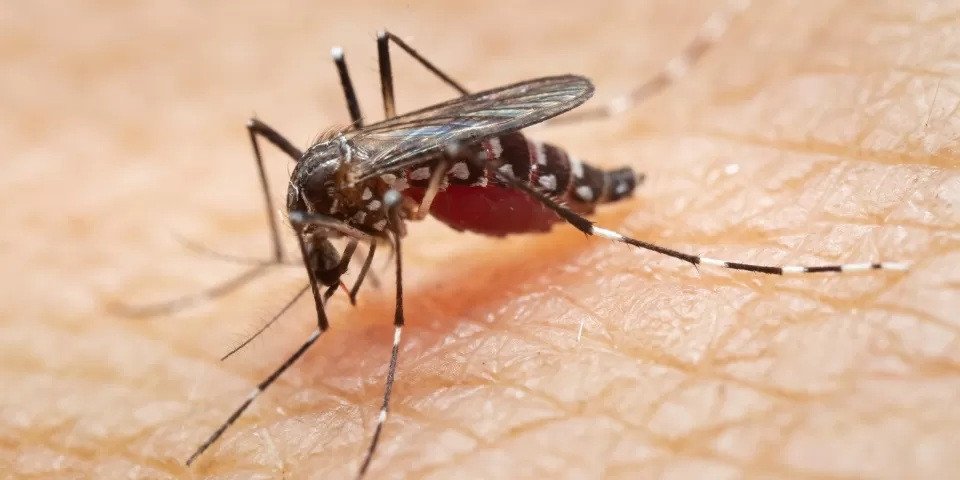 Paciente morre com suspeita de Dengue Hemorrágica. Febre Oropouche já está presente em Além Paraíba