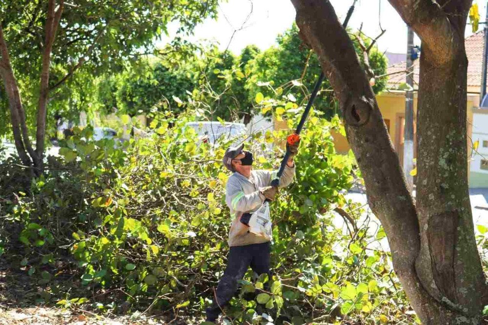 Mais uma vez População fica indignada com corte de árvores realizado pela Energisa
