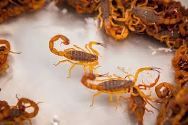 UFV REALIZA DIAGNÓSITO TÉCNICO SOBRE INFESTAÇÃO DE ESCORPIÕES NO CEMEI, NO BAIRRO GOIABAL