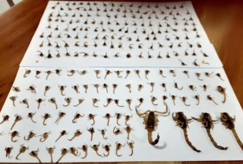 MULHER ENCONTRA CERCA DE 300 ESCORPIÕES DENTRO DE CASA