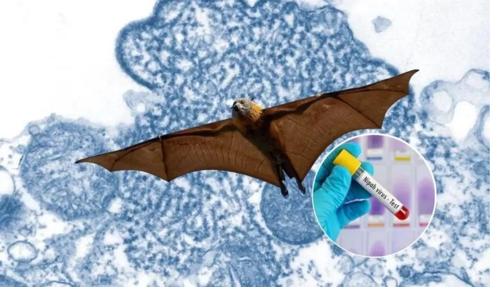 VÍRUS NIPAH: COMO É TRANSMITIDO? PODE CHEGAR AO BRASIL? QUAIS OS SINTOMAS? 