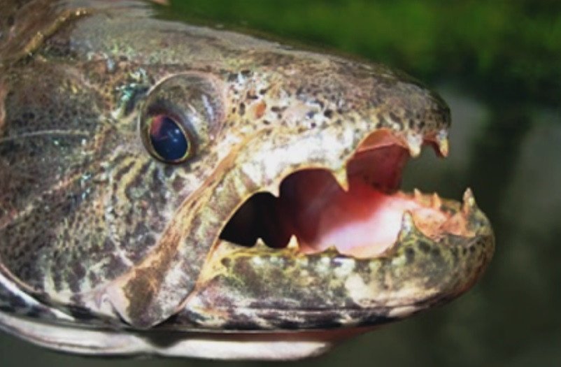 Candidatos a Vereador reclamam que candidato a Prefeito está pedindo voto para uma pessoa da própria família deixando de lado os demais.